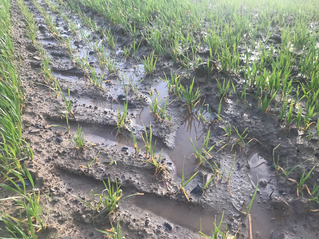 DAFM confirms further ACRES exemption due to adverse weather