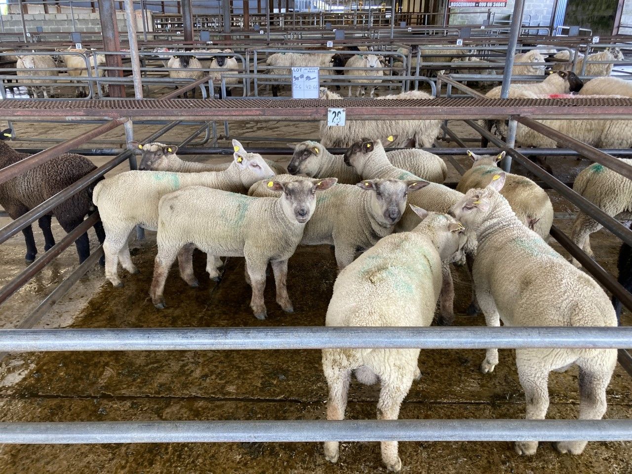 Sheep kill: Throughput falls over 4,500 head, as hogget supplies dry up