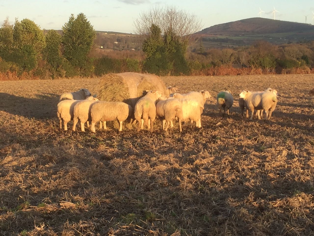 Ewes should be vaccinated four-to-six weeks before lambing - Department vet