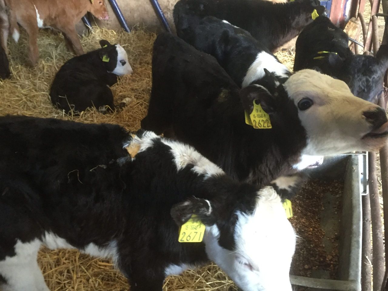 'Creed needs to clearly outline the new tag supply arrangements'