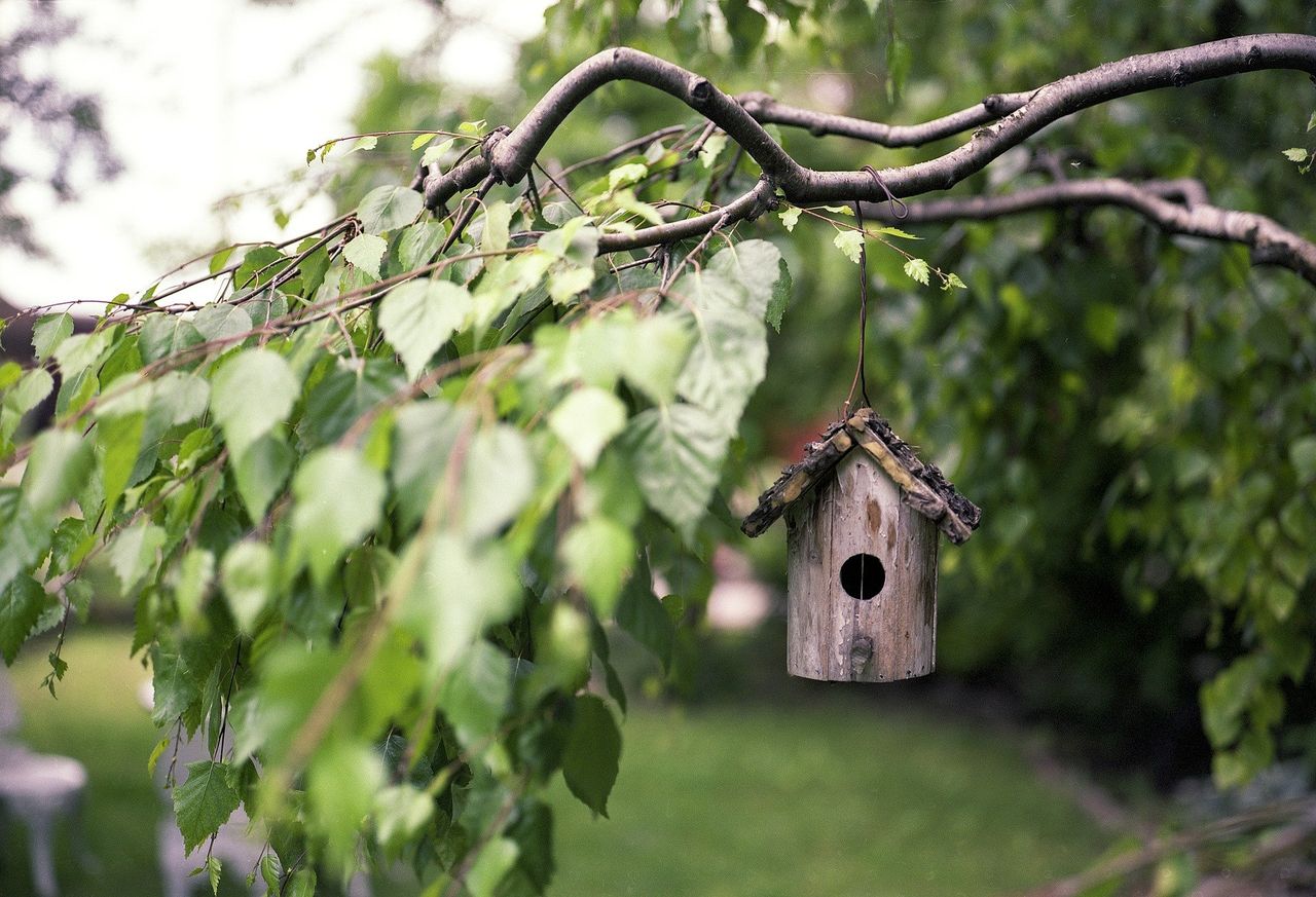 'Don’t forget to feed wildlife struggling to find suitable food' during cold snap - ISPCA