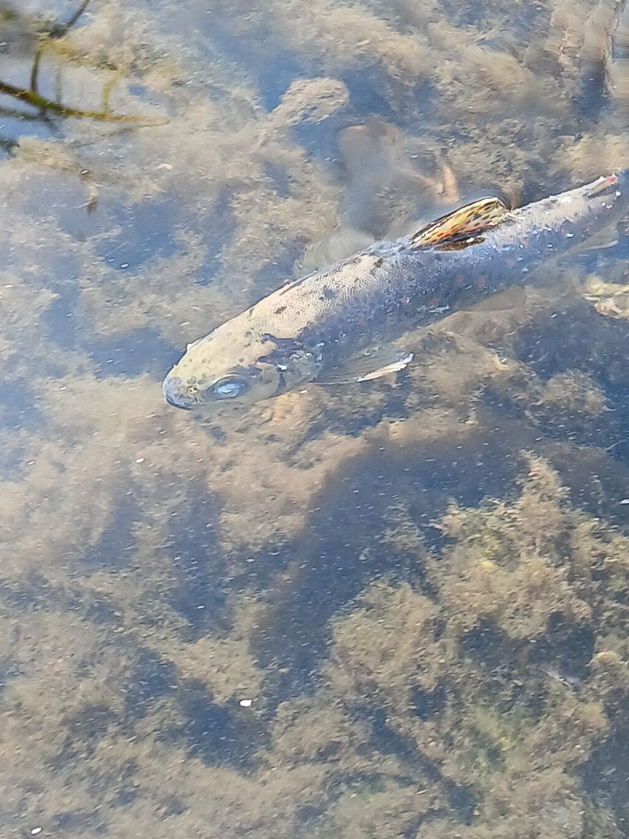 New State plan targets rapid response to major fish kills