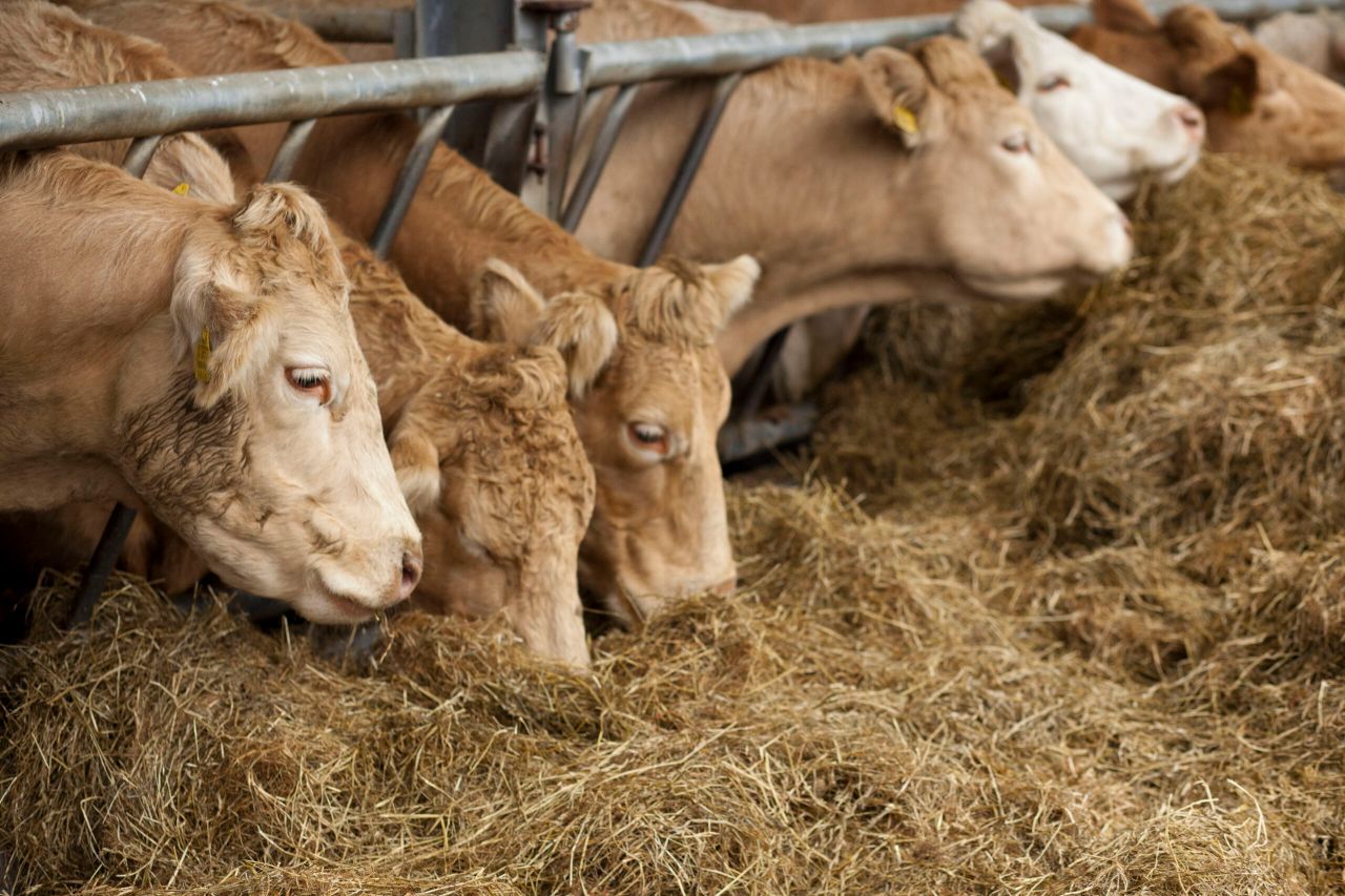 Beef processors show 'complete lack of respect' for producers