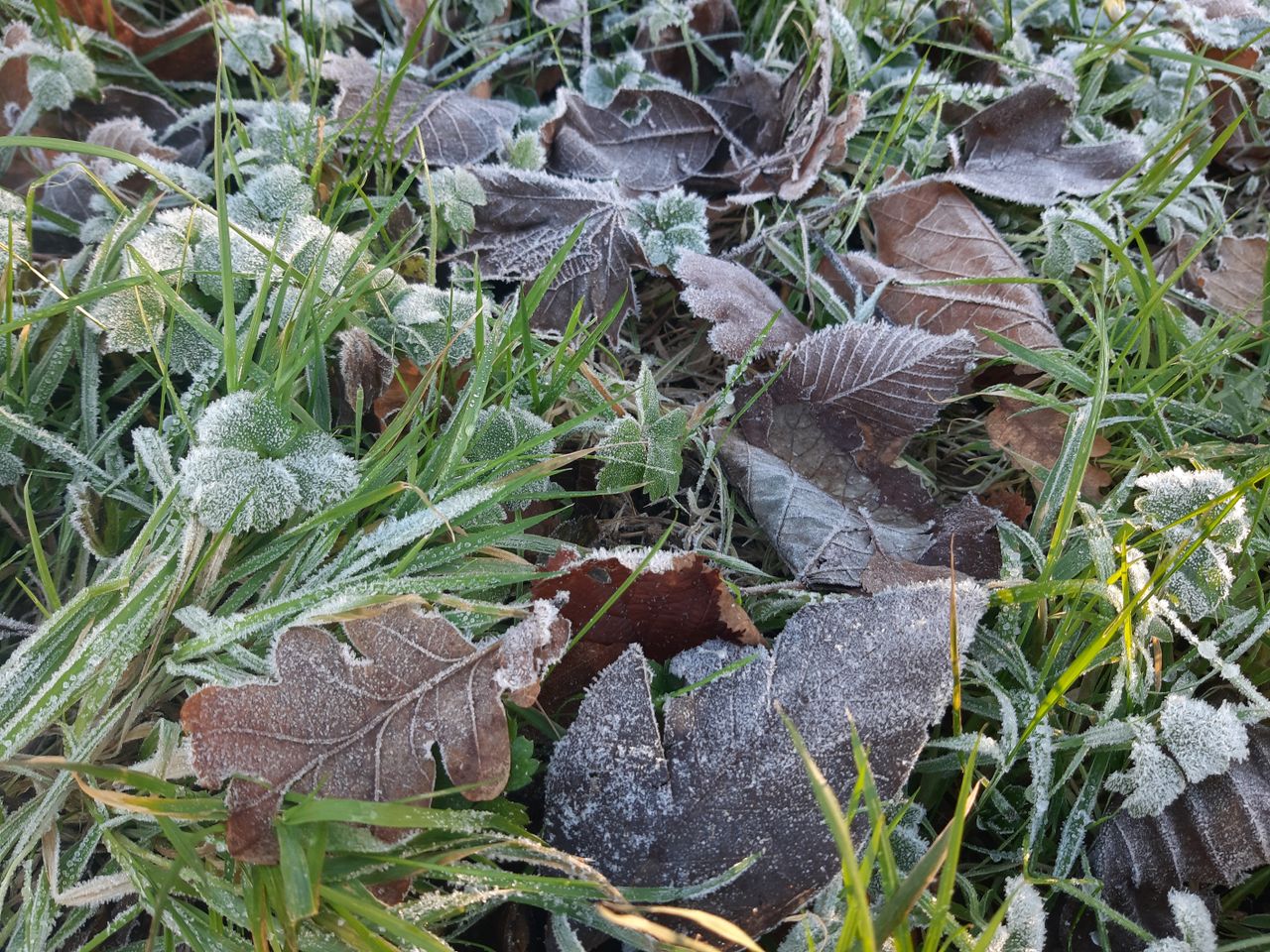 Met Éireann: Very cold this week with frost and ice