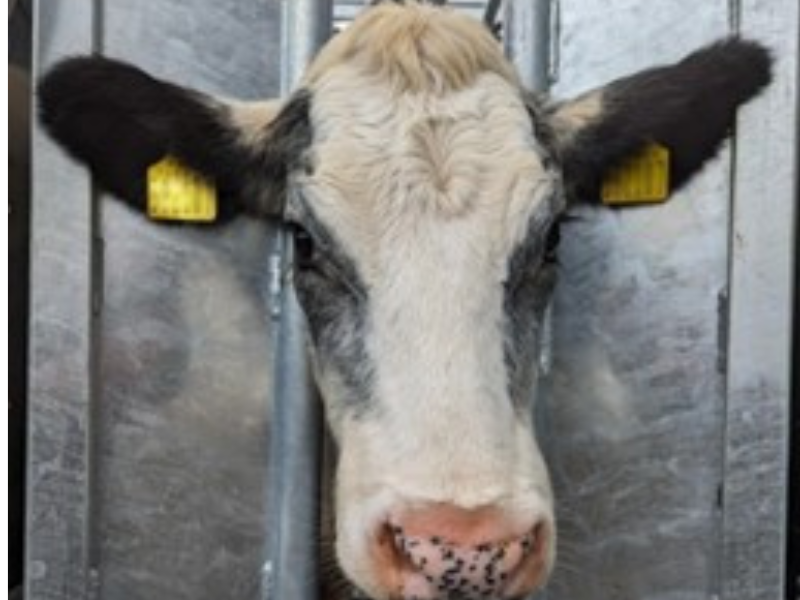 Appeal for information after calves beheaded in UK