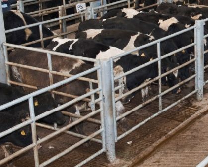 Factories desperately struggling to get numbers this week - IFA