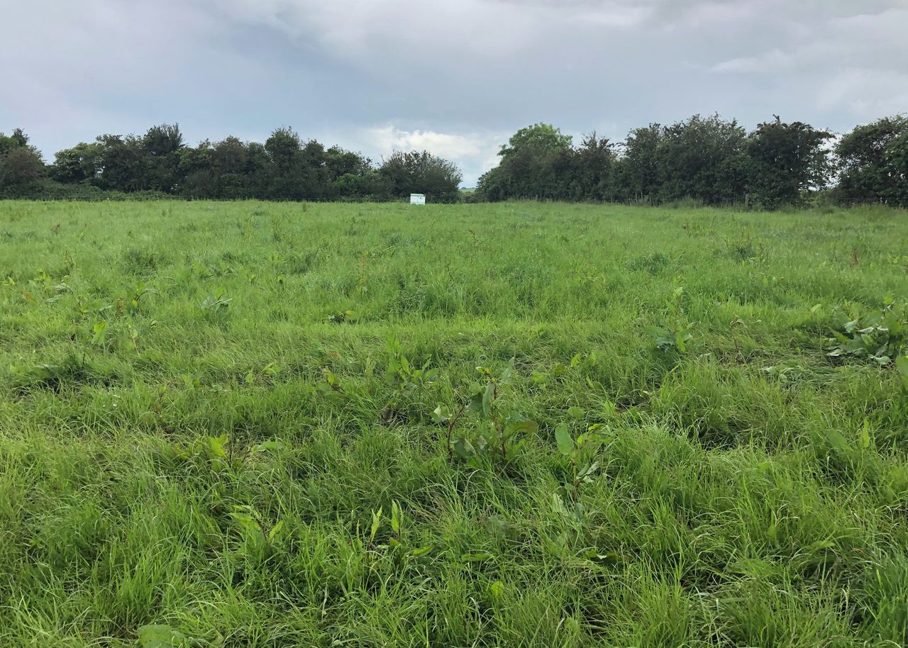 Topping and spraying: Mid-summer weed control is needed