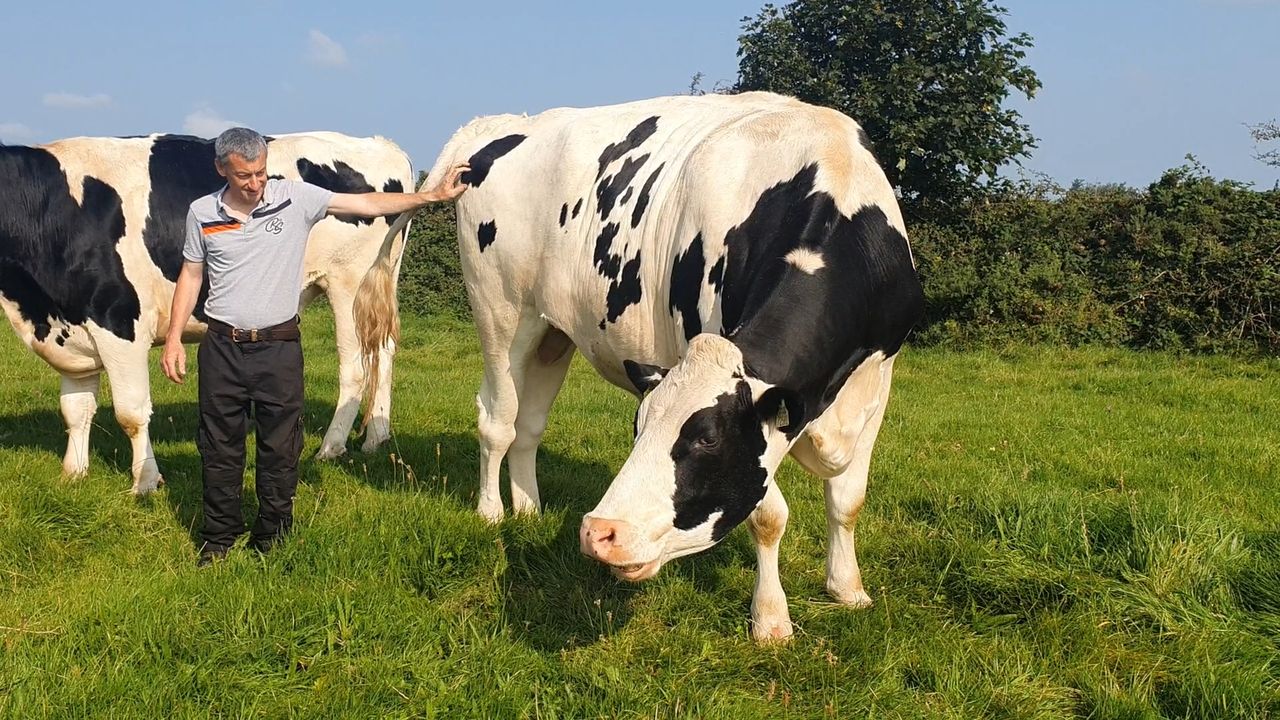 Video: Is this the biggest Holstein Friesian in Ireland?