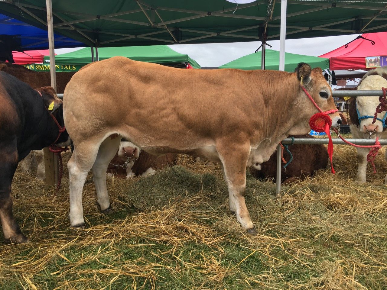 Tullamore Show: Here are the pedigree cattle results...