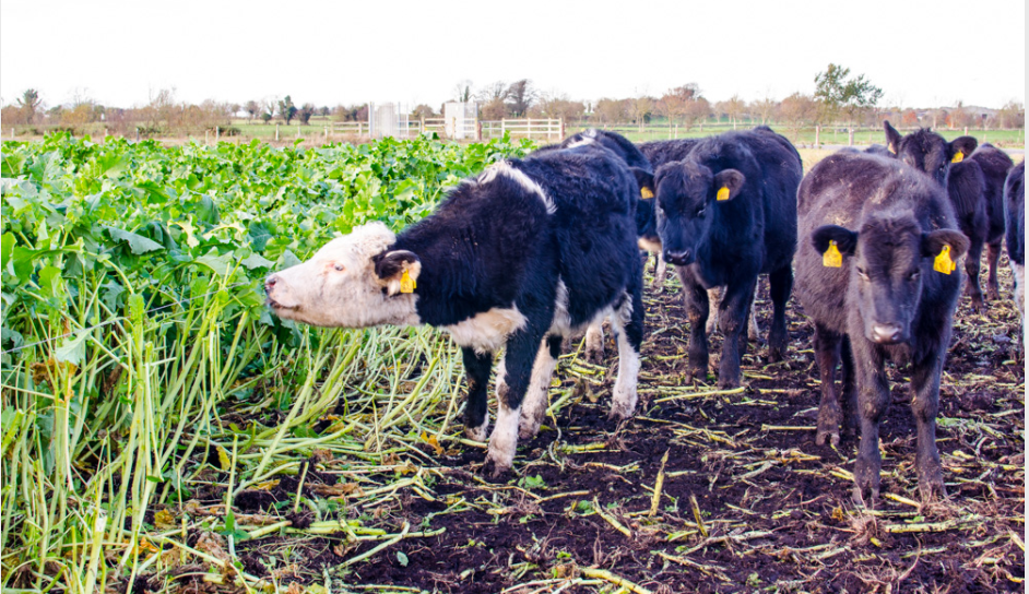 How can I get the best results from a crop of kale this year?