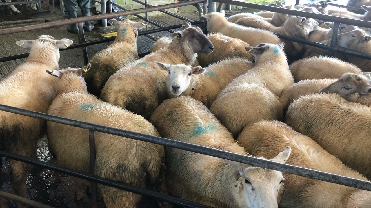 Sheep kill: Eid al-Adha demand sees kill surpass 63,000 head