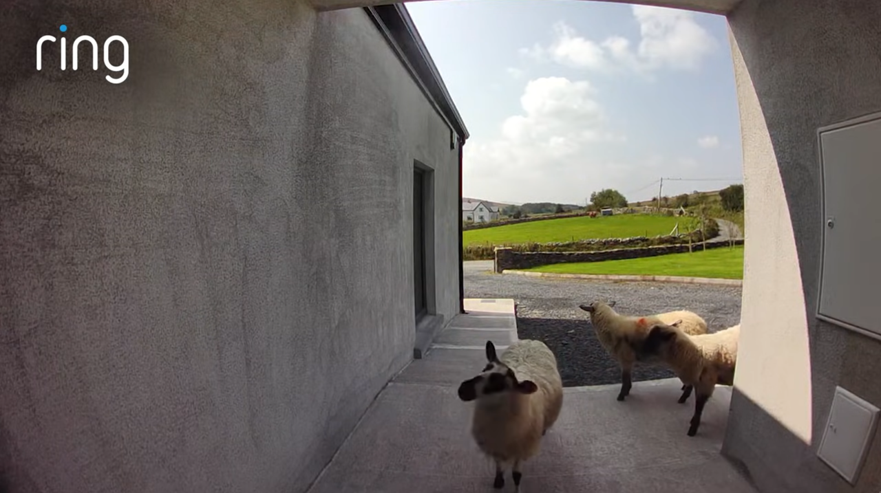 Watch: Escaped flock of sheep pay Mayo homeowner a surprise visit