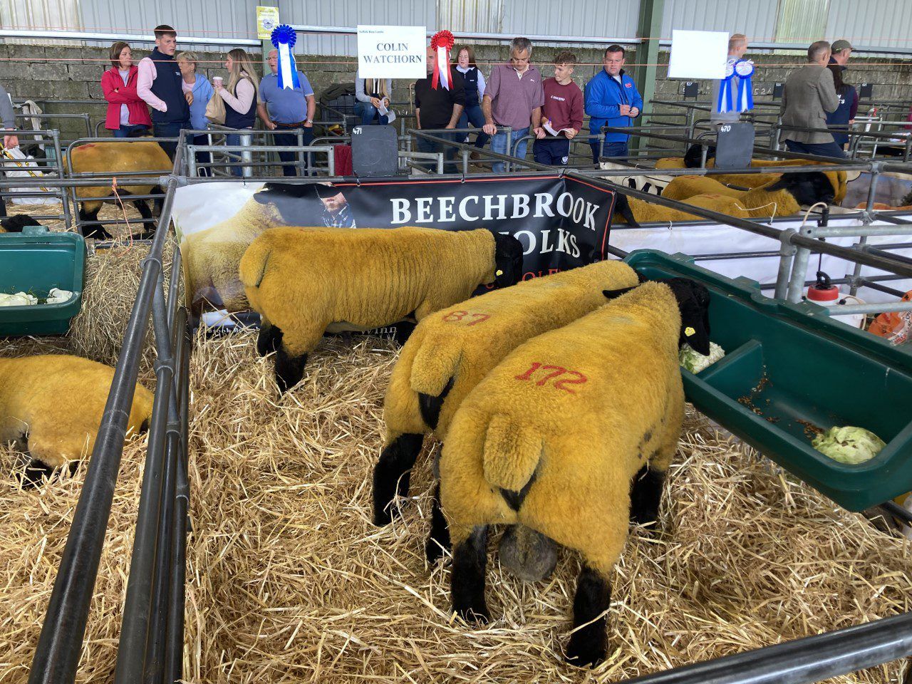 Video: €5,200 tops the trade at Suffolk premier sale at Blessington