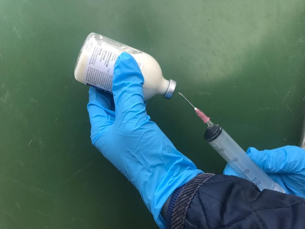 What is best practice when it comes to injecting my cattle?