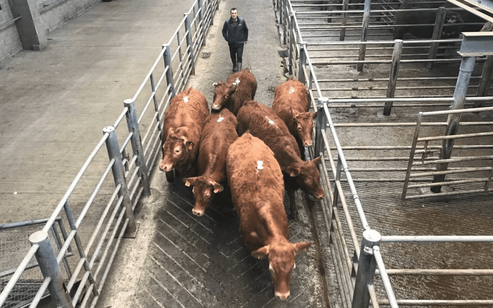 Mart trade: An improved market for quality; plain cattle harder sold