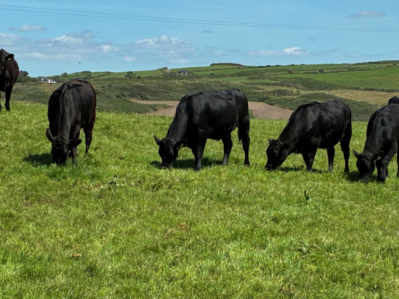 Cork calf-to-beef farm walk to focus on profitability and winter fodder