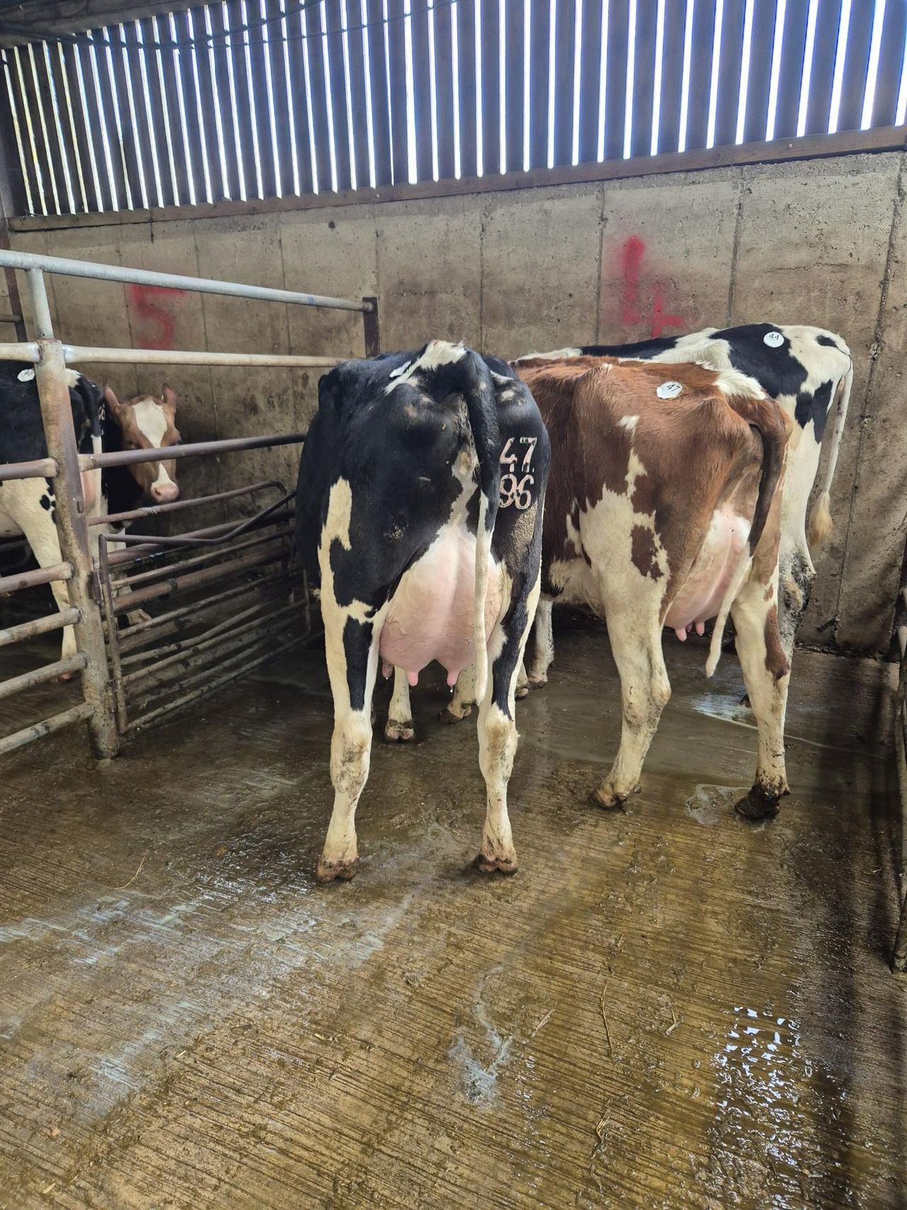 Freshly calved 2-year-old heifer makes €3,750 in Wexford sale