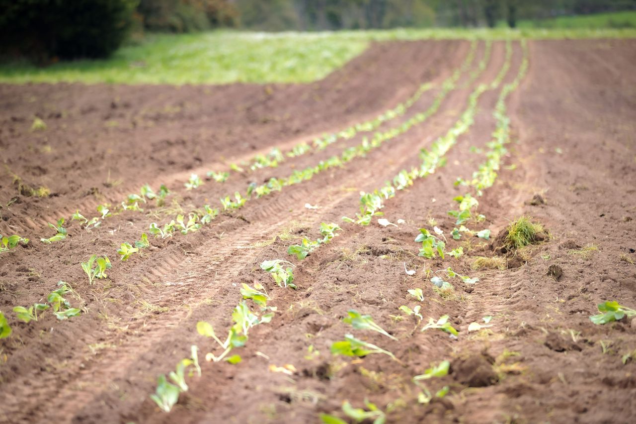 Limerick catering company plants first vegetable crop