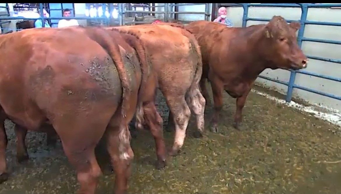 Over 600 beef cattle at show and sale in Sixmilebridge