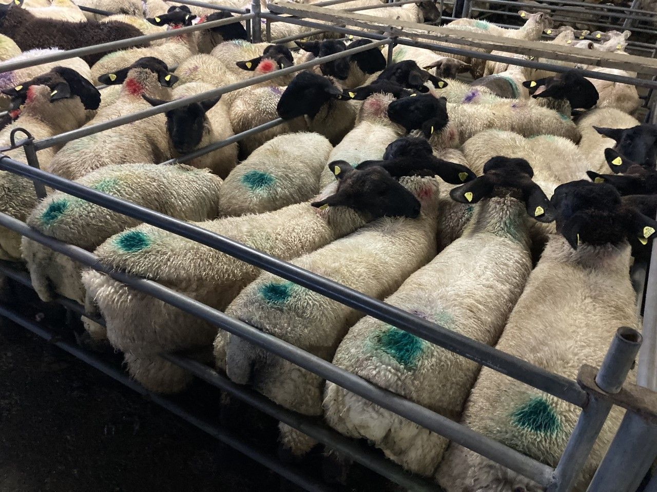 Sheep trade: Lamb quotes increase by 10c/kg in cases