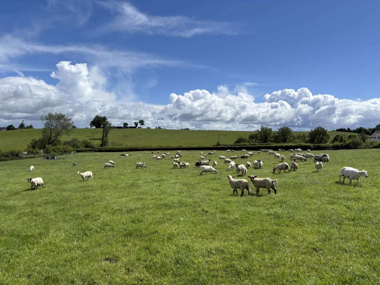 Sheep trade: Lamb prices firm as carcass-weight limits move to 22kg