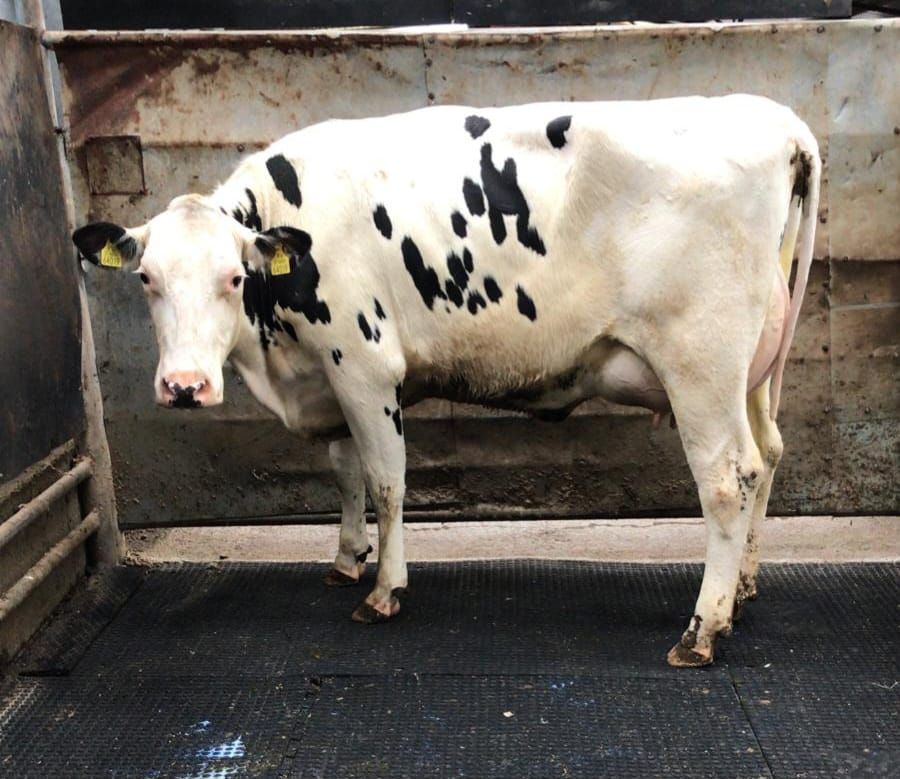 Strong trade at Waterford Ross Mart dairy sale