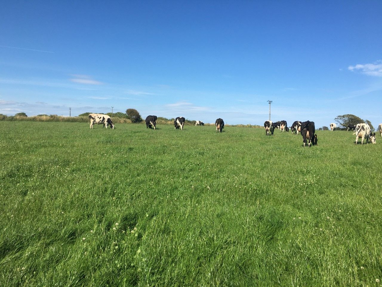 Grassland management: Maintaining grass quality and fertiliser use