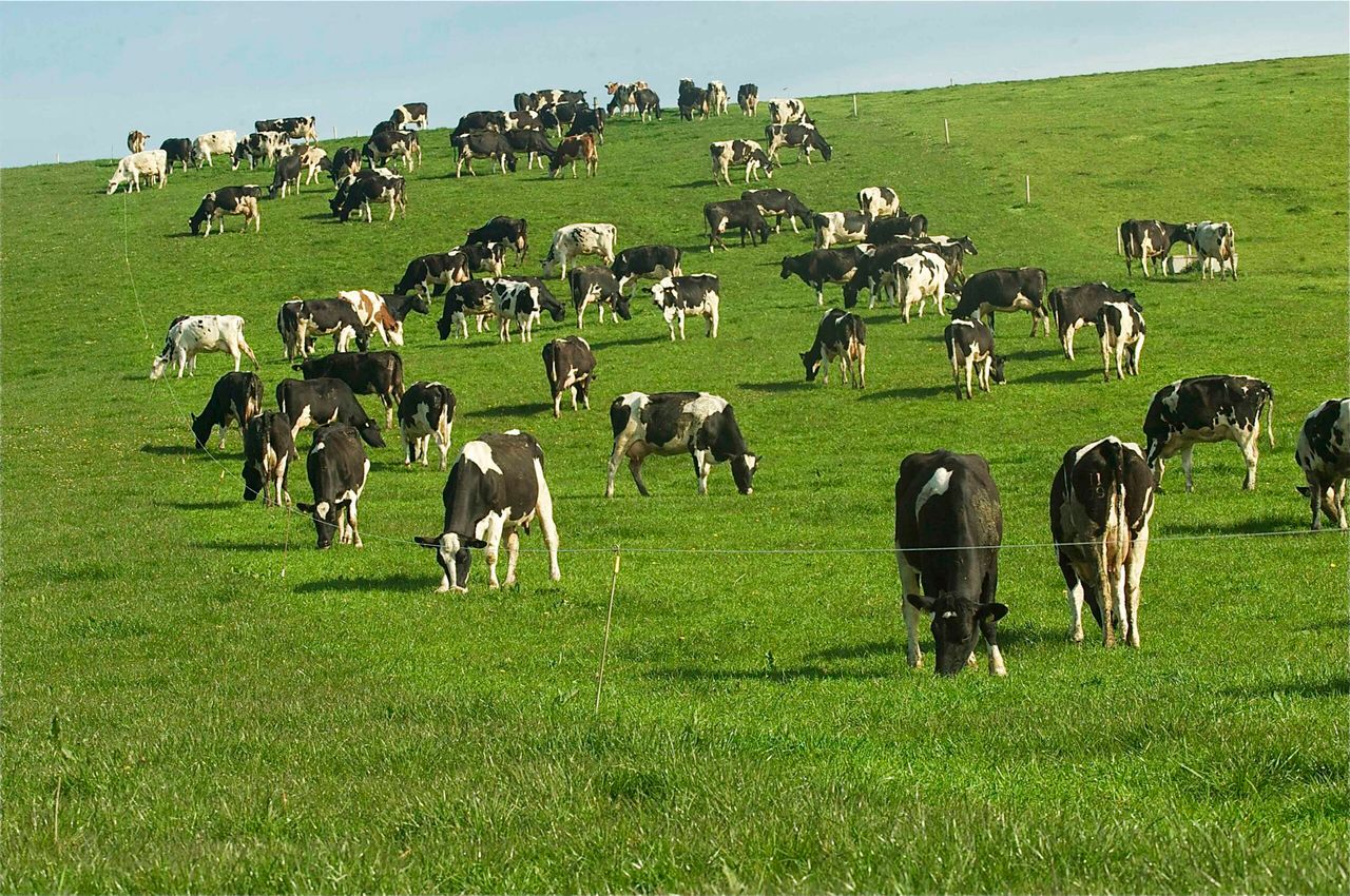 What is an active farmer? ICMSA