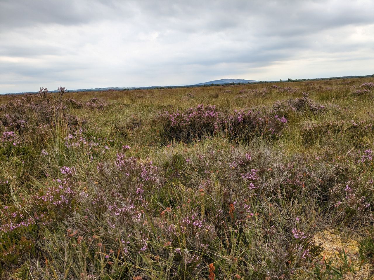 Join the IPCC for scrub management on Lodge Bog