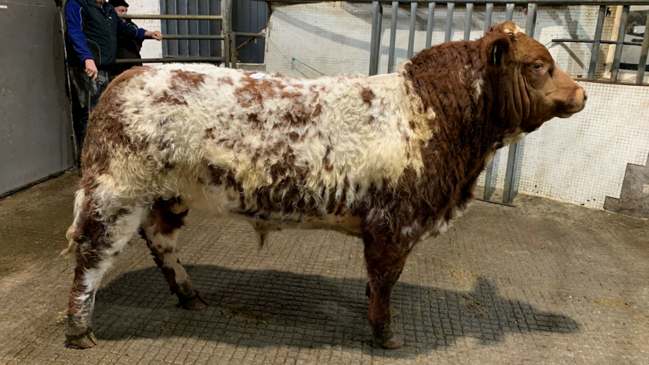 Some weanling exporters may consider pausing mart activity from next week