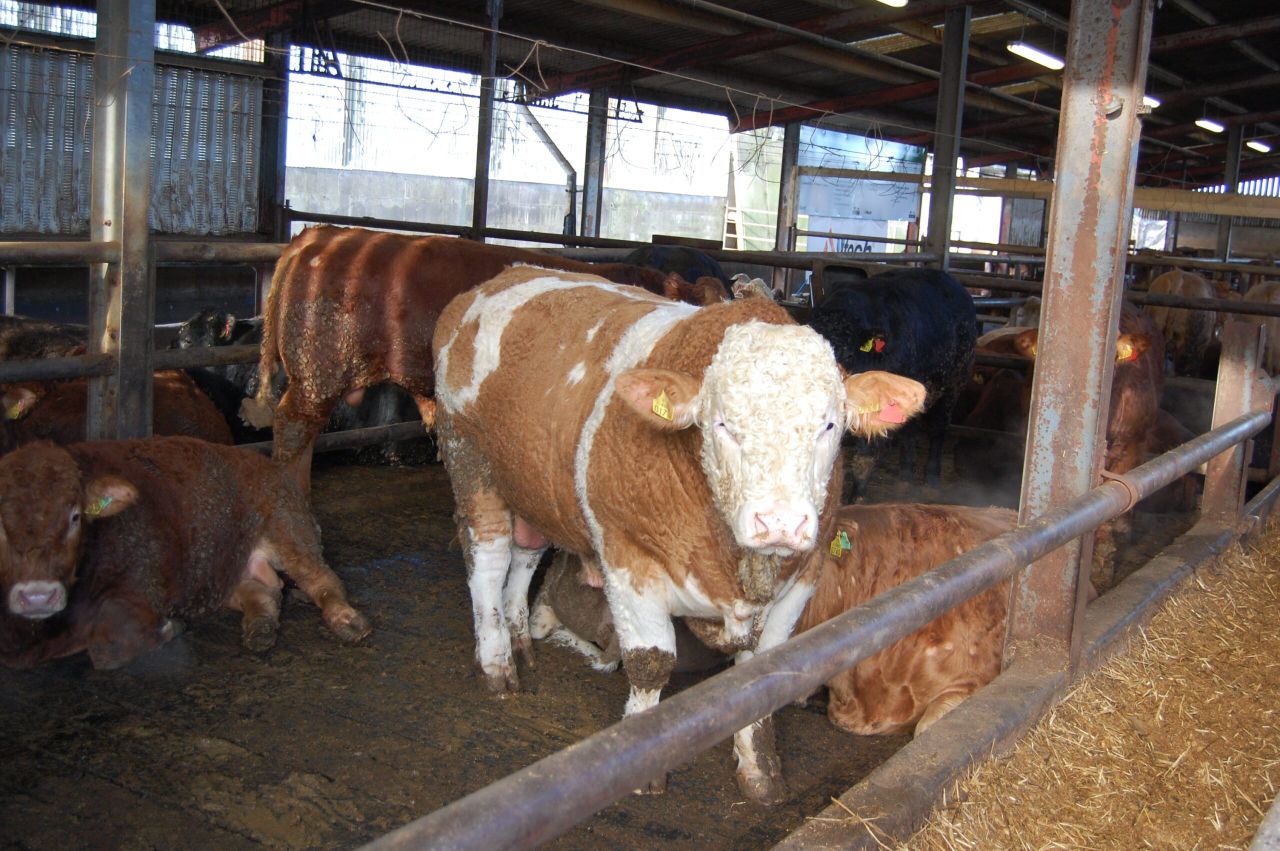 UK supermarkets are cutting the price paid for all young bulls – Bord Bia