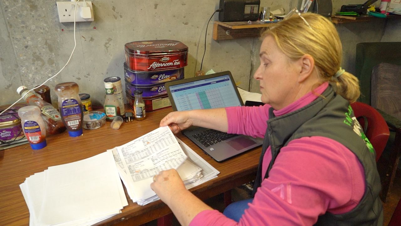 Sire Advice: A key tool in managing this 360‑cow spring‑calving Galway herd