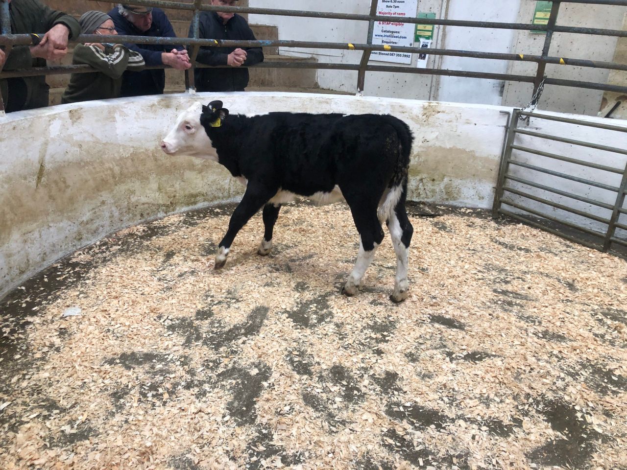 Mart report: Pics and prices from Carnaross calf sale