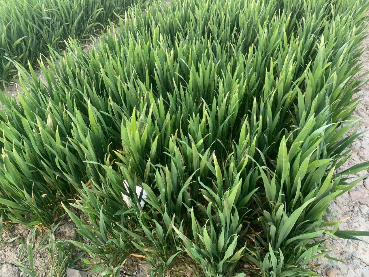 Dry April impacts on UK winter cereal crop scores