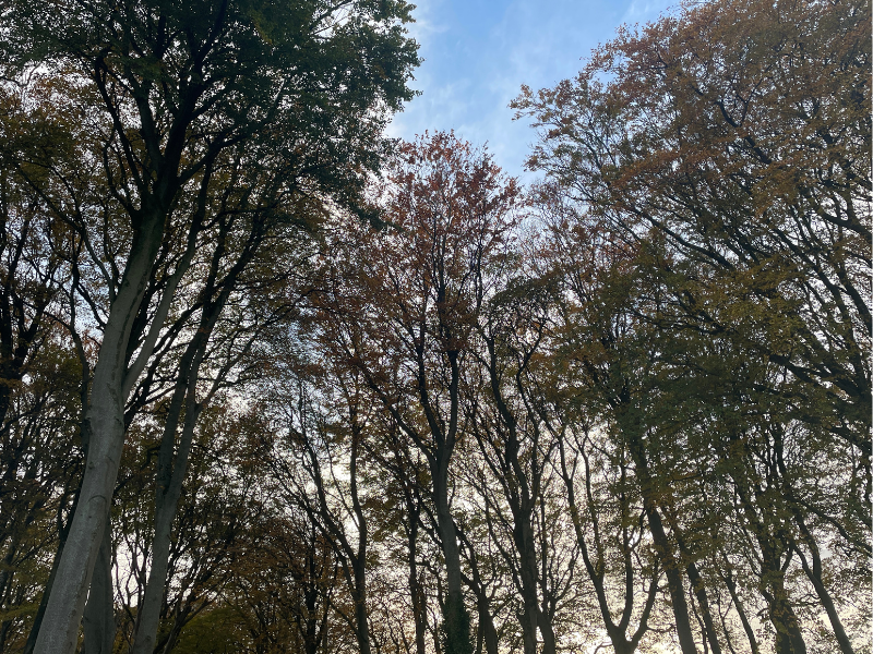 Forestry knowledge events to take place across Ireland early 2024