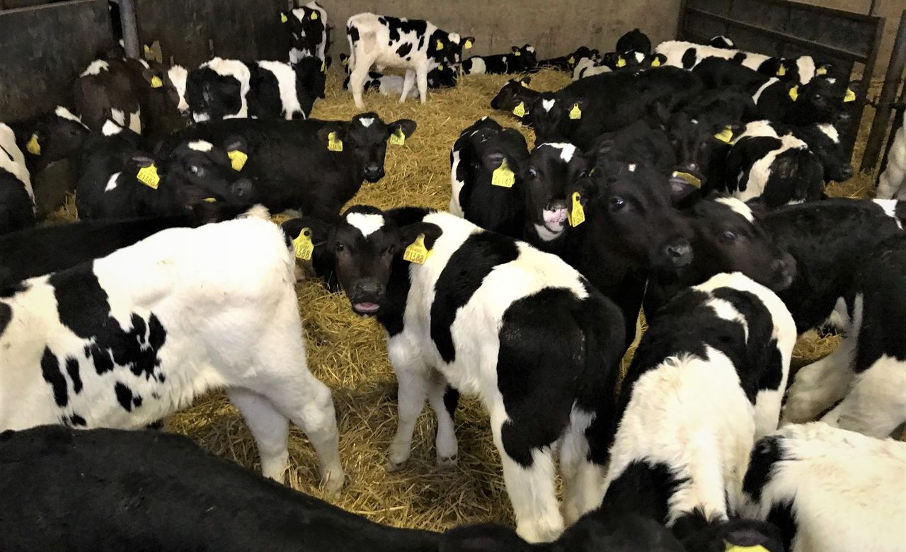What is the answer to the impending calf tsunami due in spring 2020?