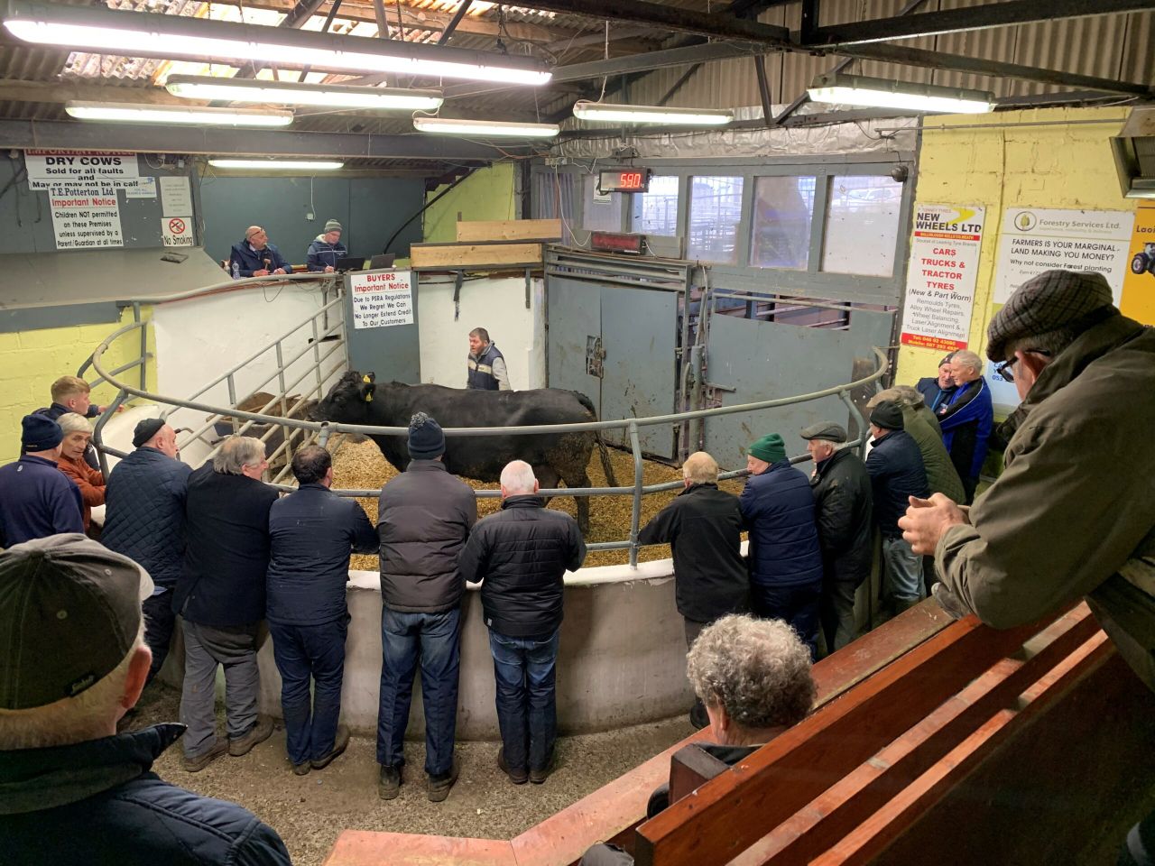 Mart report: Is there ‘good-value’ cattle to be bought?