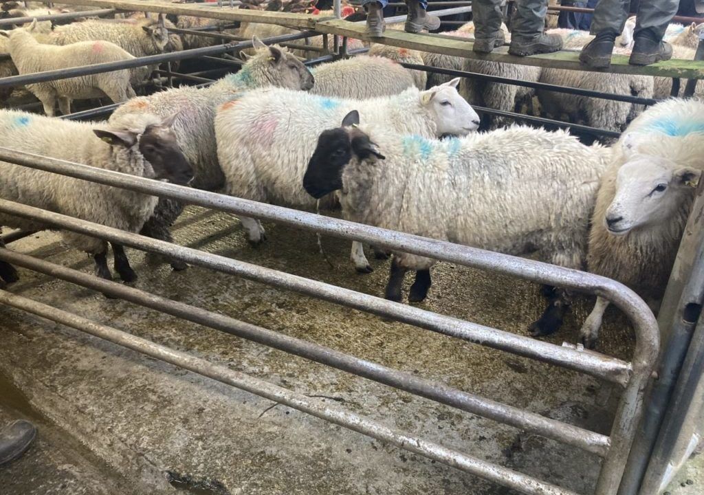 Sheep kill: Supplies swell as Ramadan drives price rise