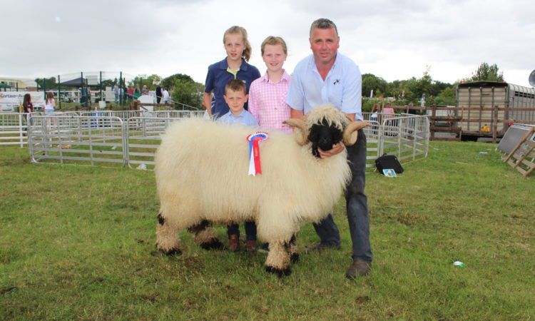 New sheep breed makes its competitive debut at Omagh Show