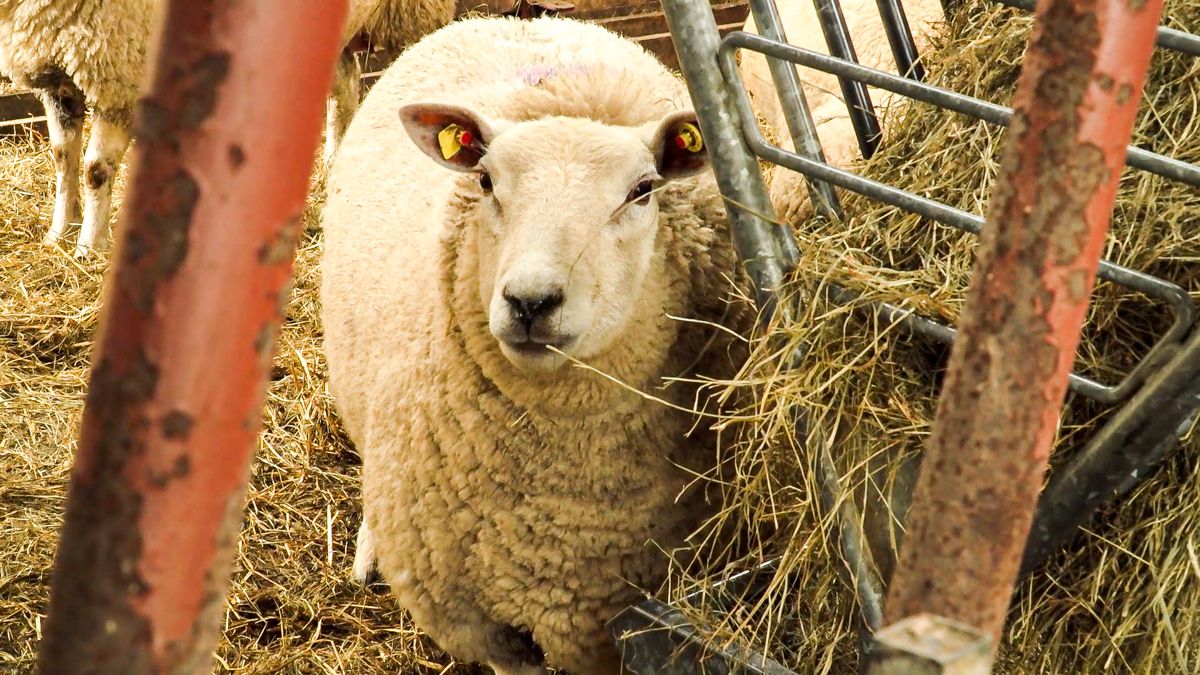Food Vision Beef and Sheep Group told succession pathways are crucial