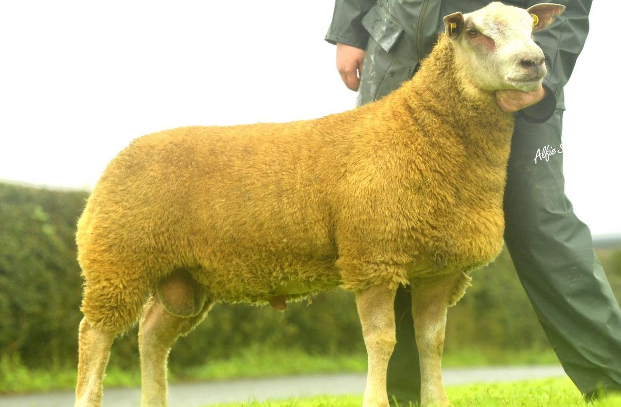 Cavan breeder smashes record at 30th anniversary Charollais sale