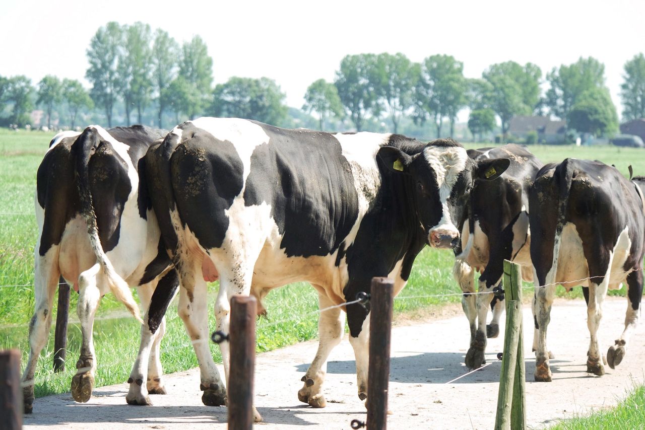 Farmers need action not sympathy on back of 'poor milk' price - ICMSA