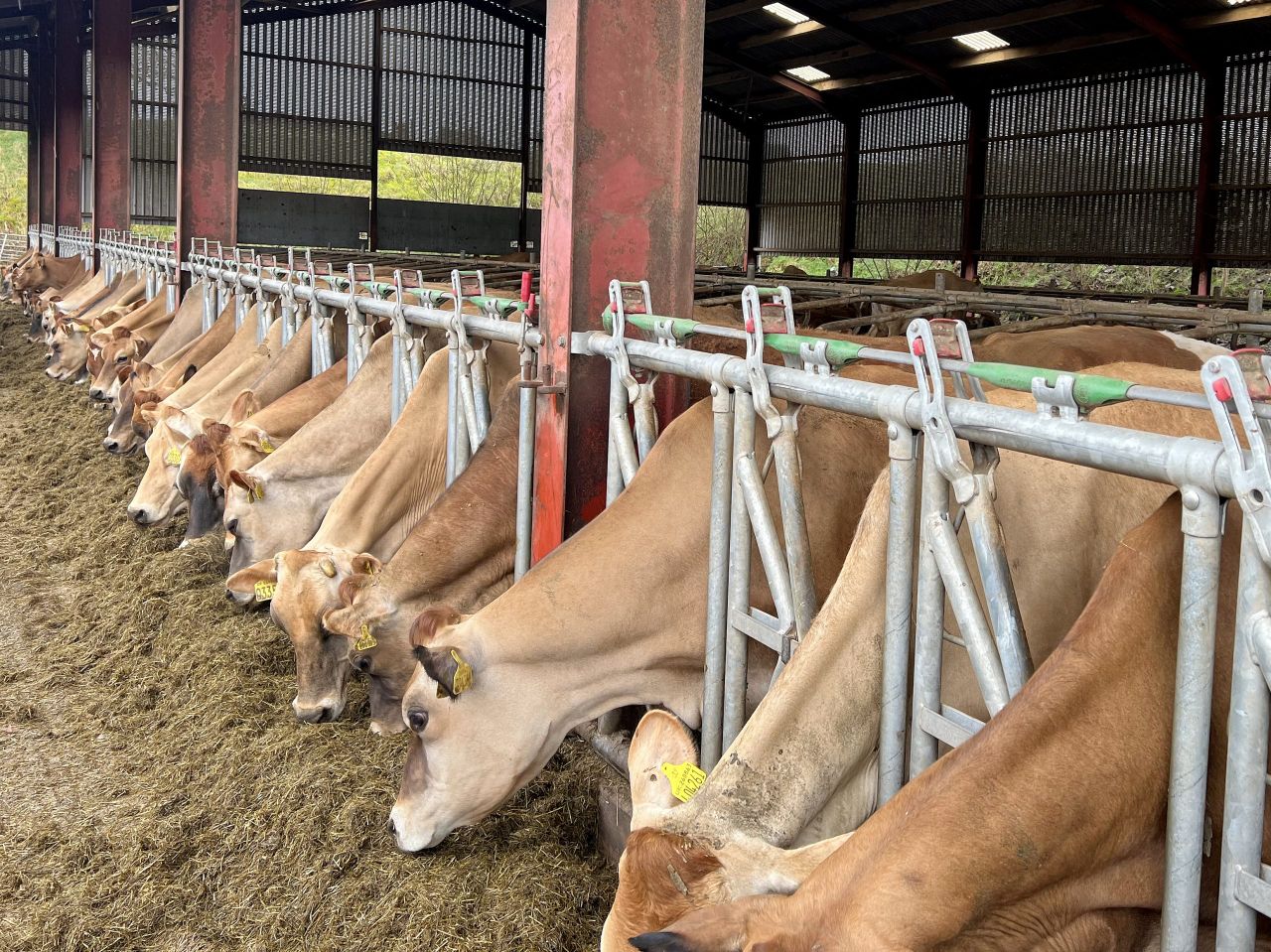 Converting bare tenant farm into dairy unit in Scotland