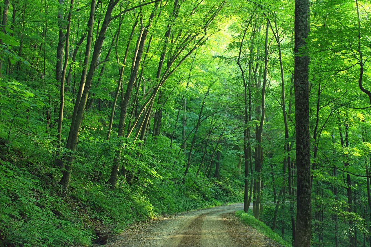 IFA forestry chair calls for funded insurance for growers