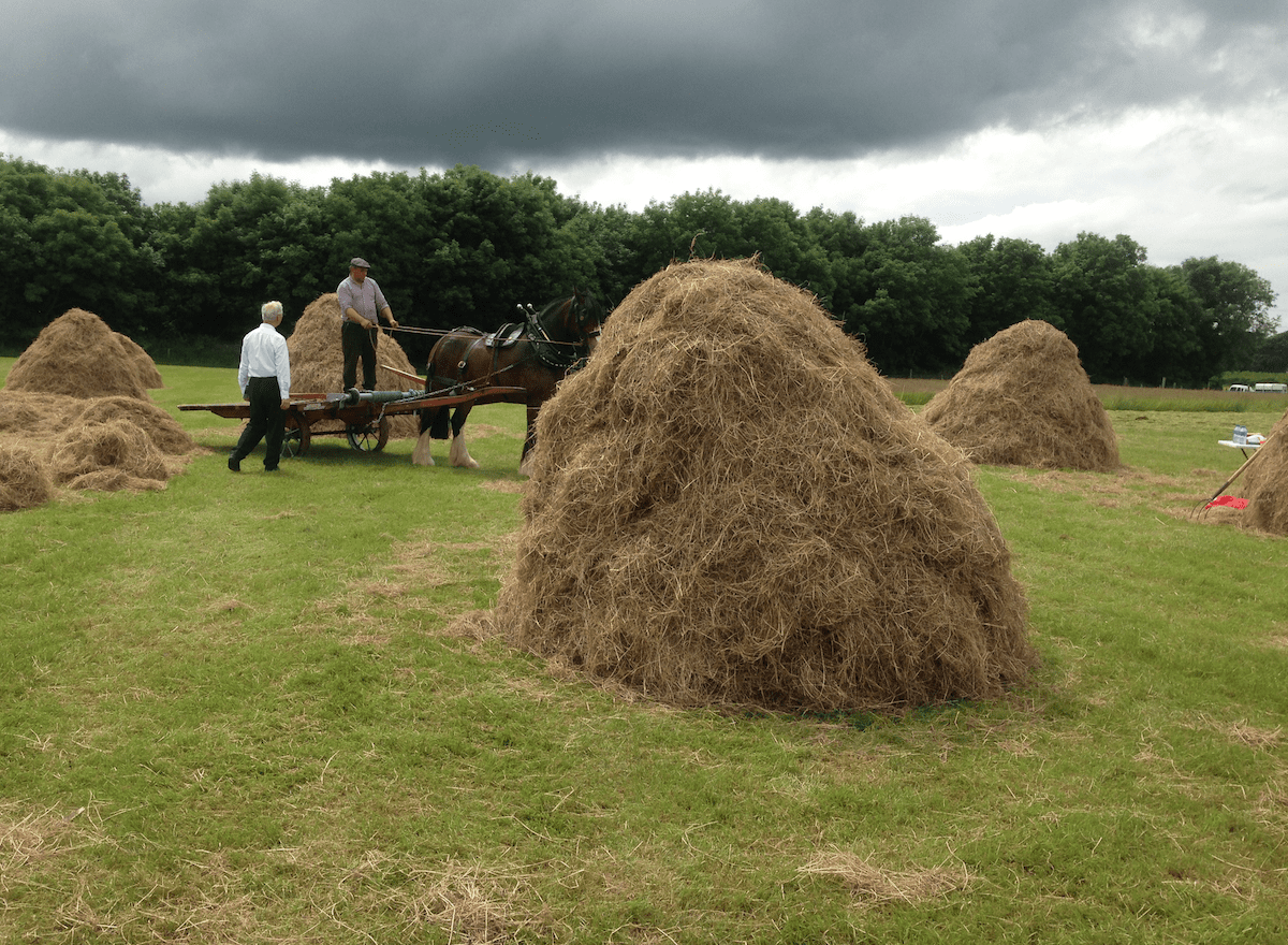 Traditional haymaking takes centre stage at Trim Haymaking Festival