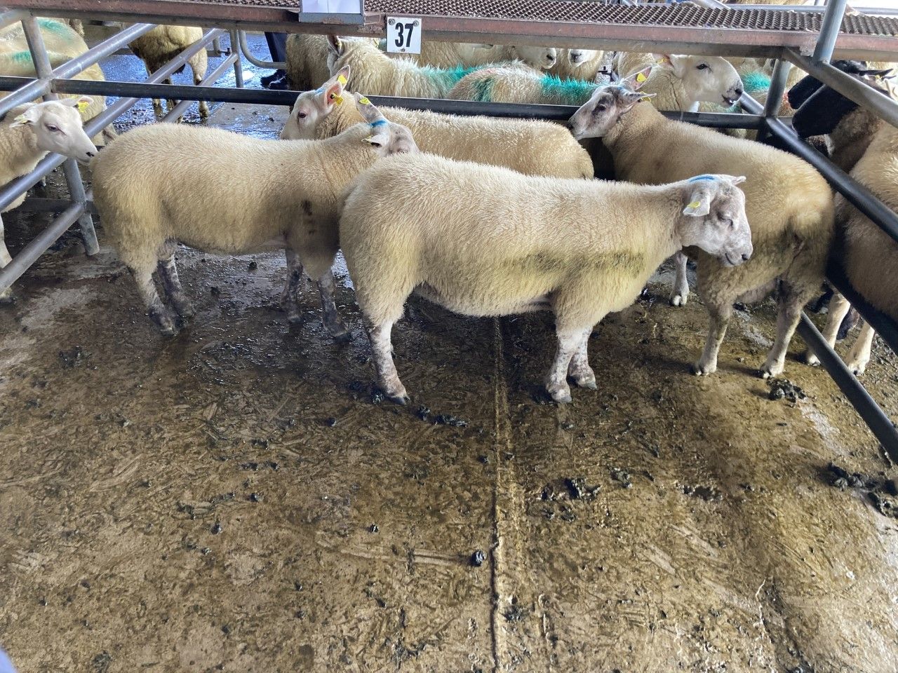 'Take no less than €6.00/kg, as lamb prices improve'