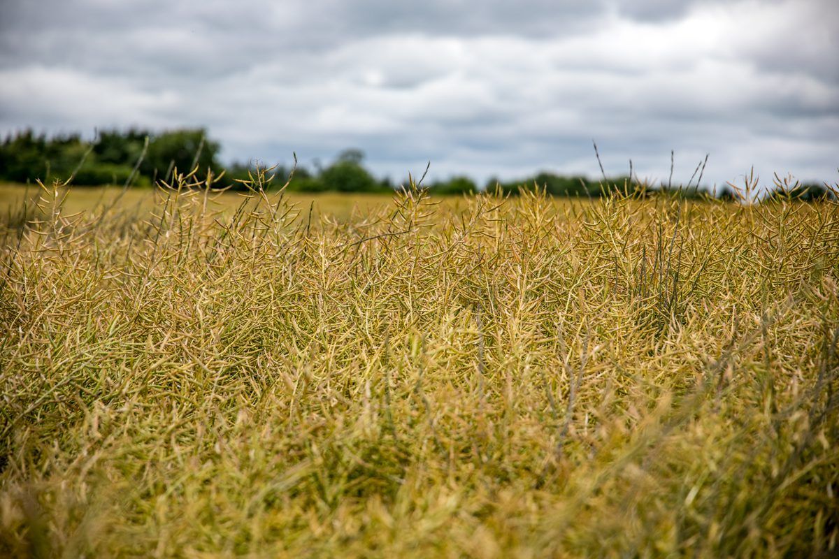 Oilseed rape - one of the better stories so far this harvest