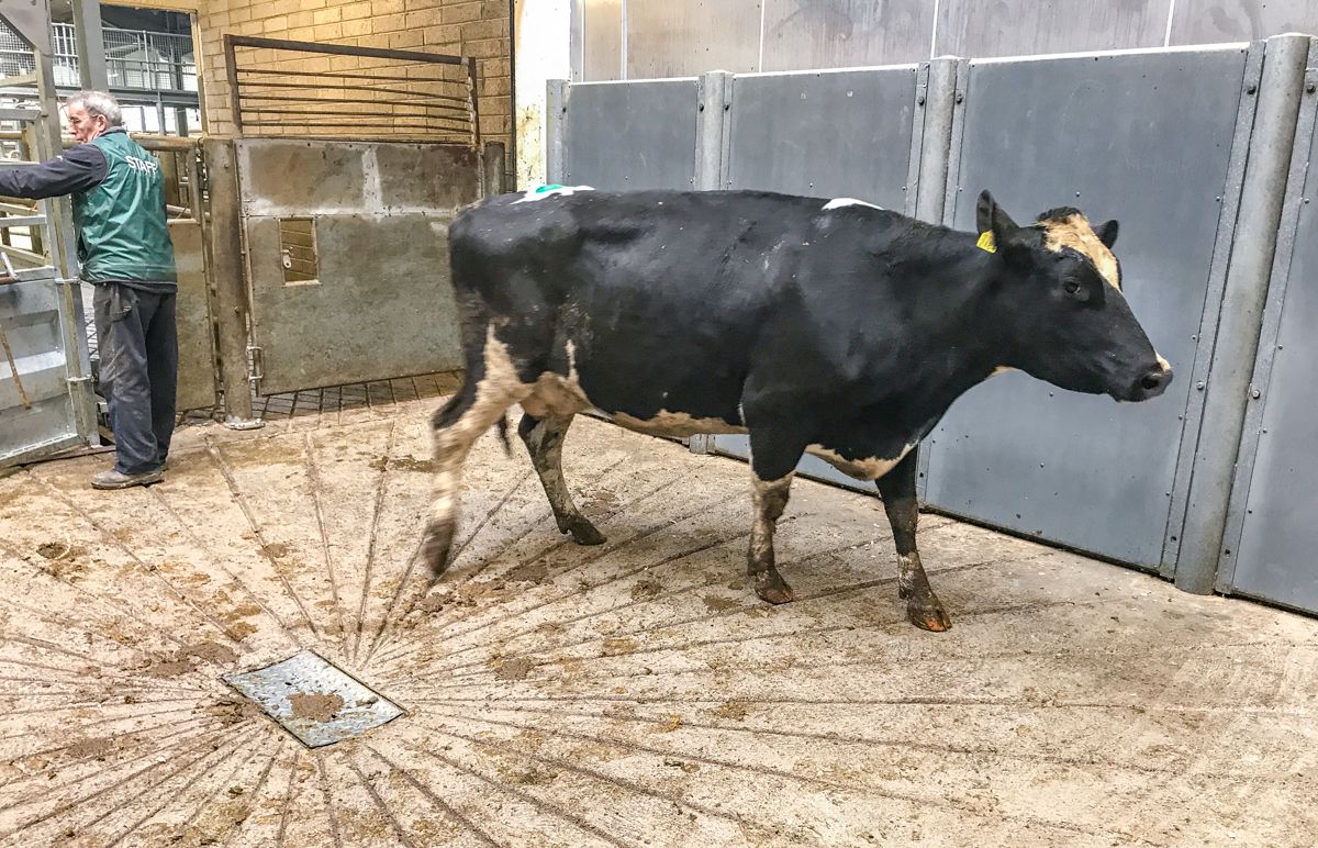 '3% higher culling rate from such a small disease'