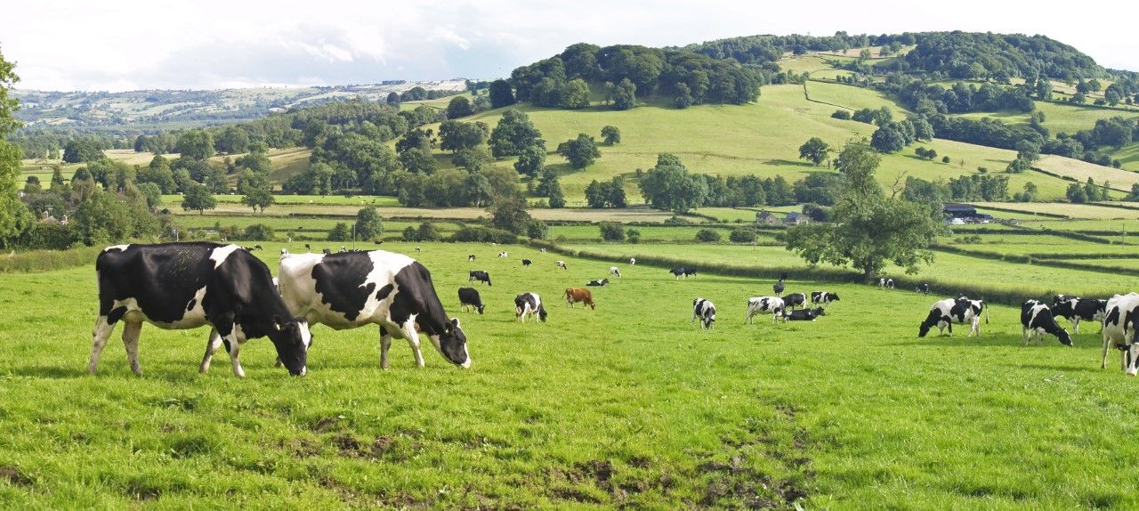 Removing cull cows to build covers &amp; drive performance from grass
