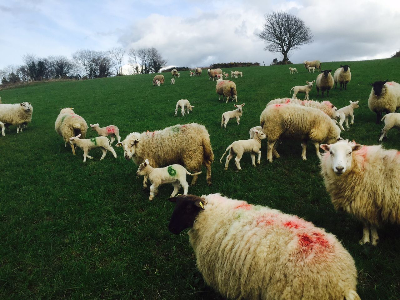 Spring lamb trade largly unchanged despite a 42% rise in throughput